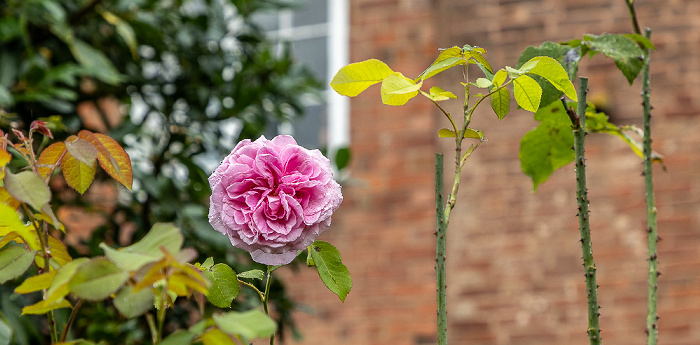 Herb Garden des Erasmus Darwin House Lichfield