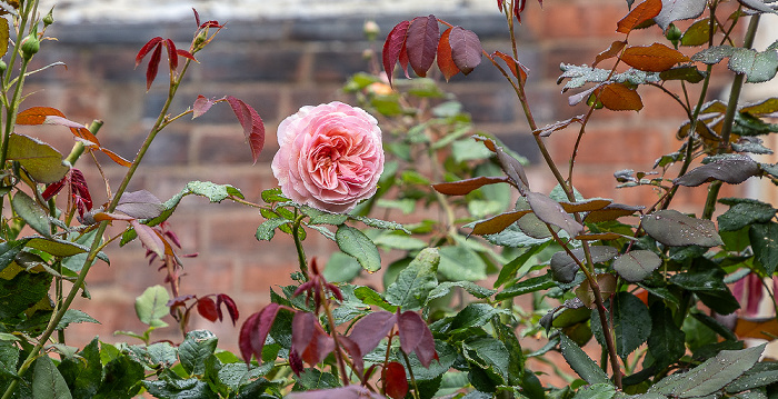 Lichfield Herb Garden des Erasmus Darwin House