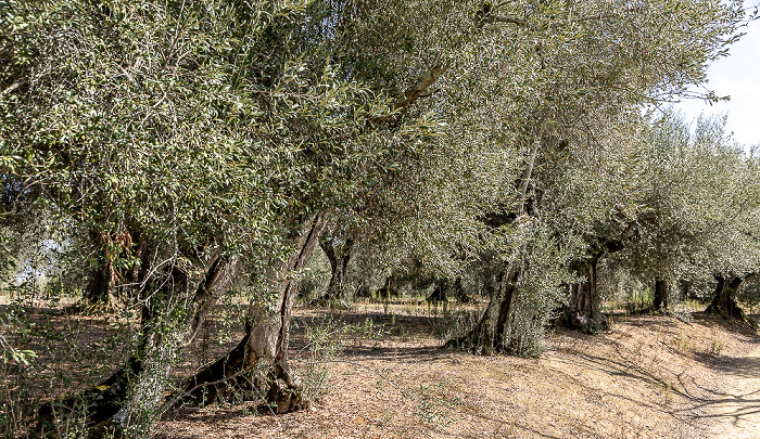 Isola Maggiore Olivenbäume
