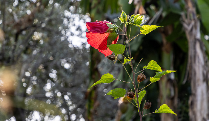 Giardino Botanico - André Heller Gardone Riviera