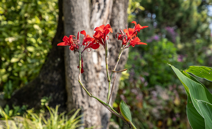 Giardino Botanico - André Heller Gardone Riviera