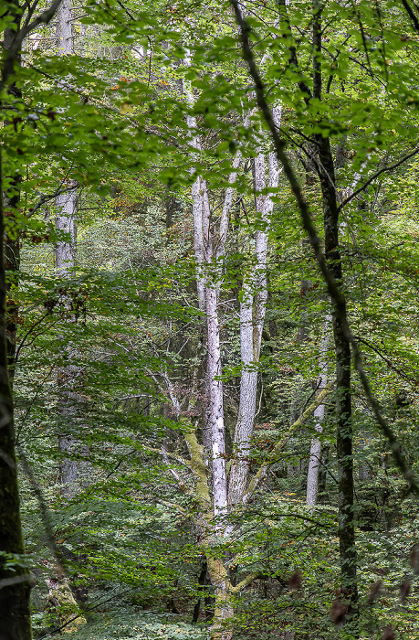 Fünfseenland Kiental