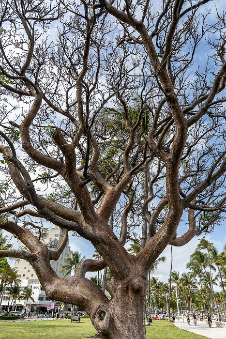 Lummus Park Miami Beach