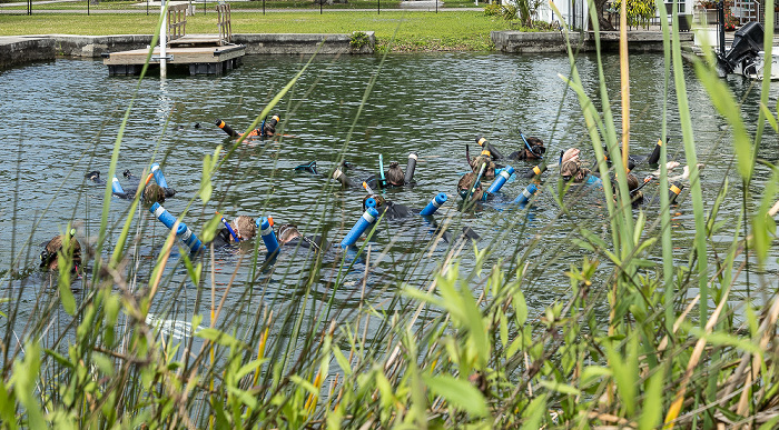 Hunter Spring Run Crystal River