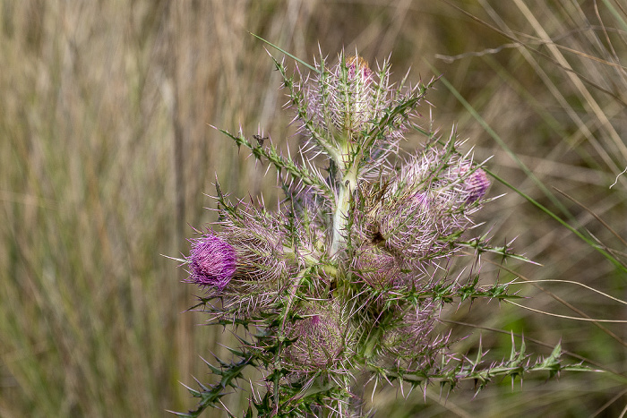 Crystal River National Wildlife Refuge