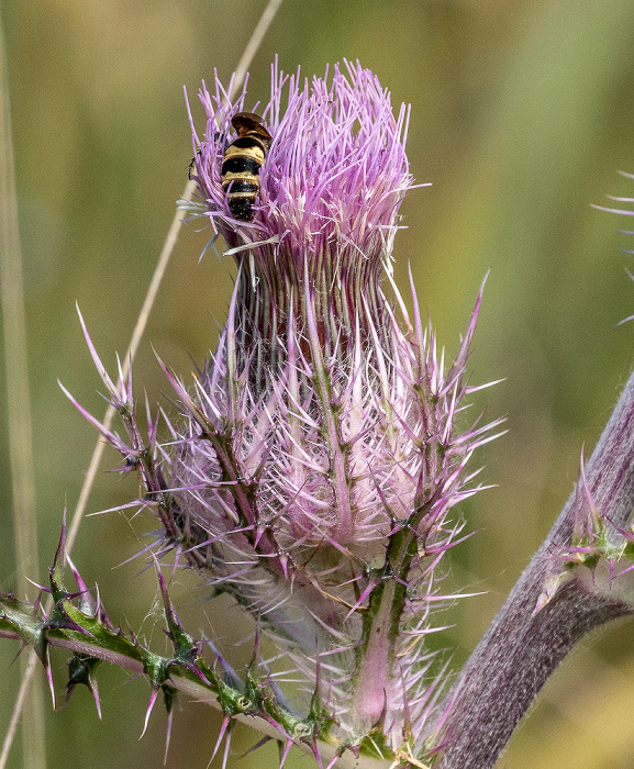 Crystal River National Wildlife Refuge