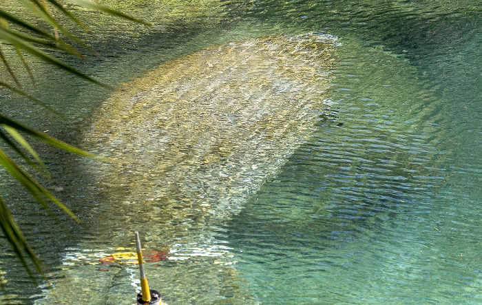 Crystal River National Wildlife Refuge: Three Sisters Springs - Karibik-Manati (Trichechus manatus, Rundschwanzseekuh) Crystal River