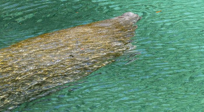 Crystal River National Wildlife Refuge: Three Sisters Springs - Karibik-Manati (Trichechus manatus, Rundschwanzseekuh)