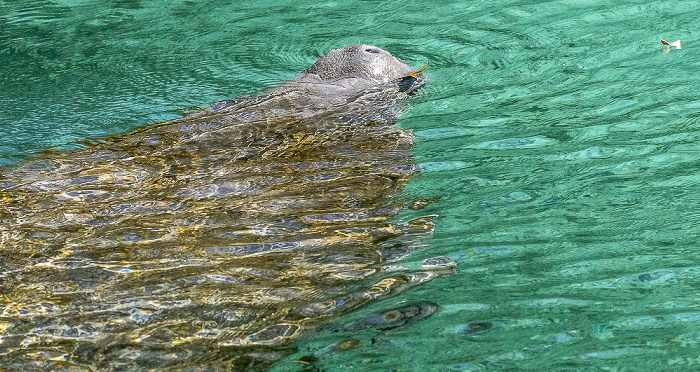 Crystal River National Wildlife Refuge: Three Sisters Springs - Karibik-Manati (Trichechus manatus, Rundschwanzseekuh)