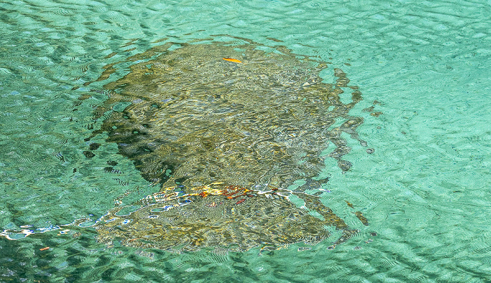 Crystal River National Wildlife Refuge: Three Sisters Springs - Karibik-Manati (Trichechus manatus, Rundschwanzseekuh) Crystal River