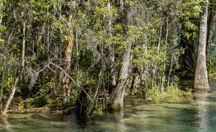 Crystal River National Wildlife Refuge: Three Sisters Springs