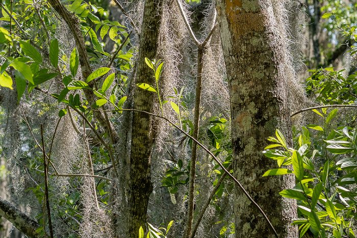 Crystal River National Wildlife Refuge: Three Sisters Springs