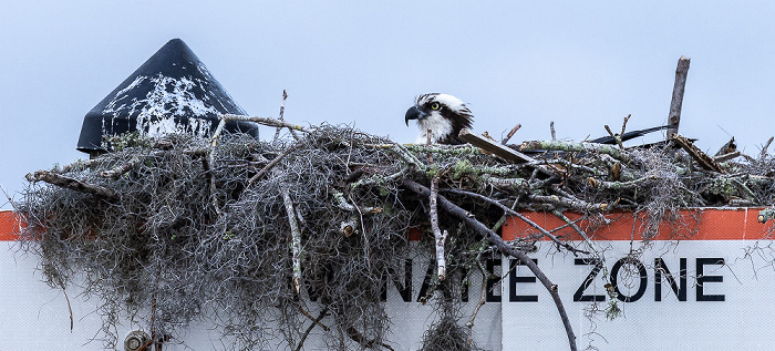 Kings Bay: Fischadler (Pandion haliaetus) in Nest Crystal River