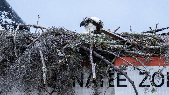 Kings Bay: Fischadler (Pandion haliaetus) in Nest Crystal River