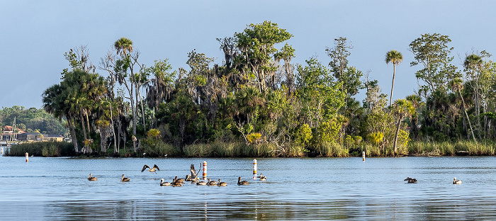 Kings Bay: Braunpelikane (Pelecanus occidentalis) Crystal River