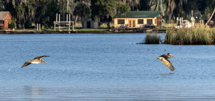 Kings Bay: Braunpelikane (Pelecanus occidentalis) Crystal River
