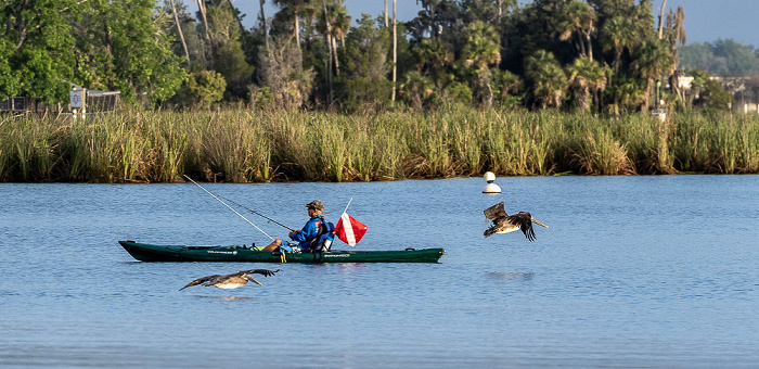 Crystal River Kings Bay