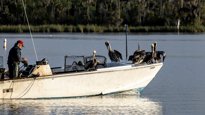 Kings Bay: Braunpelikane (Pelecanus occidentalis) Crystal River
