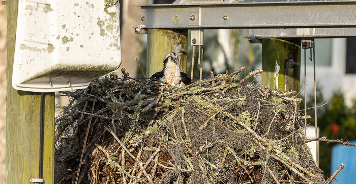 Kings Bay: Fischadler (Pandion haliaetus) in Nest Crystal River