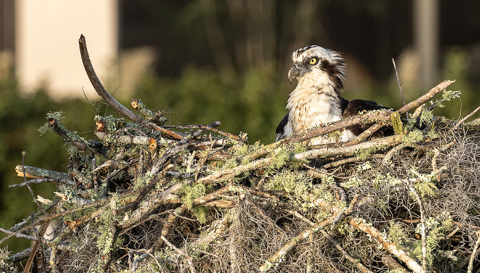 Kings Bay: Fischadler (Pandion haliaetus) in Nest Crystal River