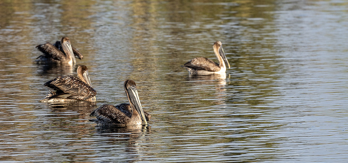 Kings Bay: Braunpelikane (Pelecanus occidentalis) Crystal River