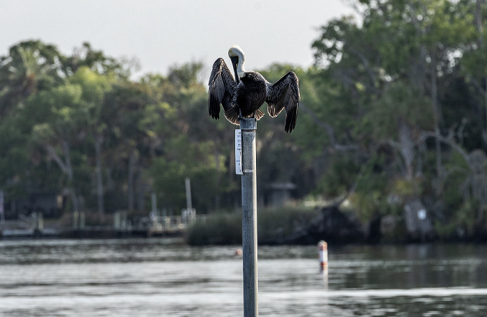 Kings Bay: Braunpelikan (Pelecanus occidentalis) Crystal River