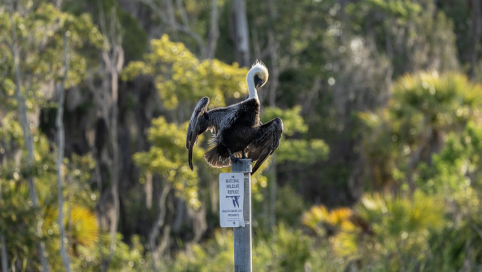 Kings Bay: Braunpelikan (Pelecanus occidentalis) Crystal River