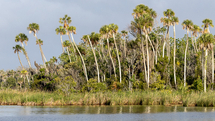 Crystal River Kings Bay