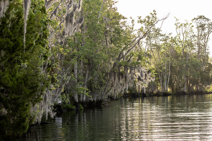 Crystal River Kings Bay