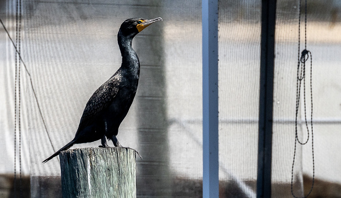 Barron River: Kormoran (Phalacrocorax carbo) Everglades City