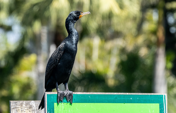 Barron River: Kormoran (Phalacrocorax carbo) Everglades City