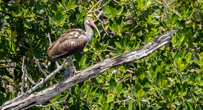 Barron River: Juveniler Schneesichler (American white ibis, Eudocimus albus) Everglades City