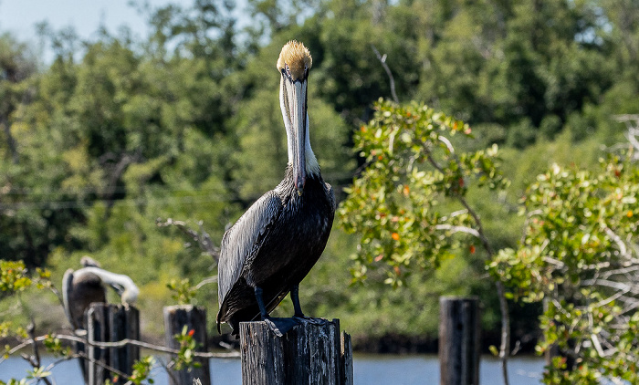 Barron River: Braunpelikan (Pelecanus occidentalis) Everglades City