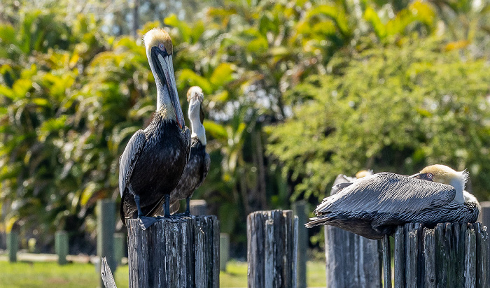 Barron River: Braunpelikane (Pelecanus occidentalis) Everglades City