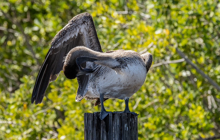 Barron River: Braunpelikan (Pelecanus occidentalis) Everglades City