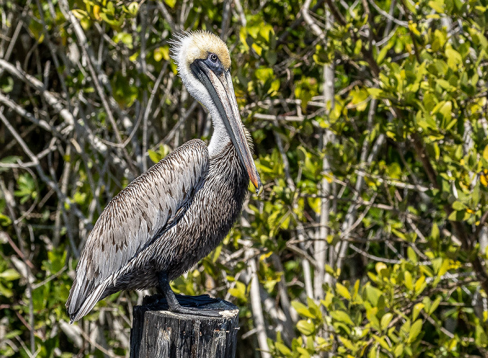 Barron River: Braunpelikan (Pelecanus occidentalis) Everglades City