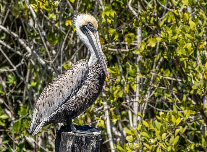 Barron River Everglades City