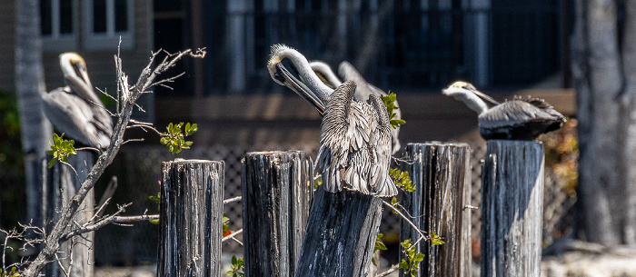 Barron River: Braunpelikane (Pelecanus occidentalis) Everglades City