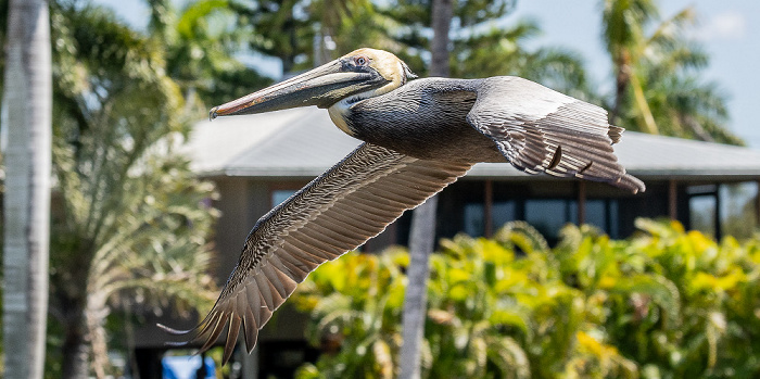 Braunpelikan (Pelecanus occidentalis) Everglades City