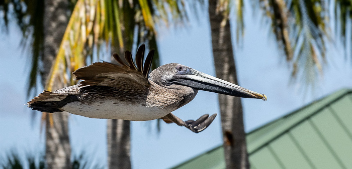 Barron River: Braunpelikan (Pelecanus occidentalis) Everglades City