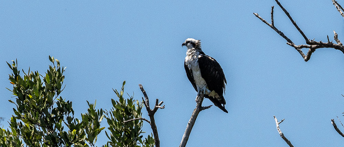 Barron River: Fischadler (Pandion haliaetus) Everglades City