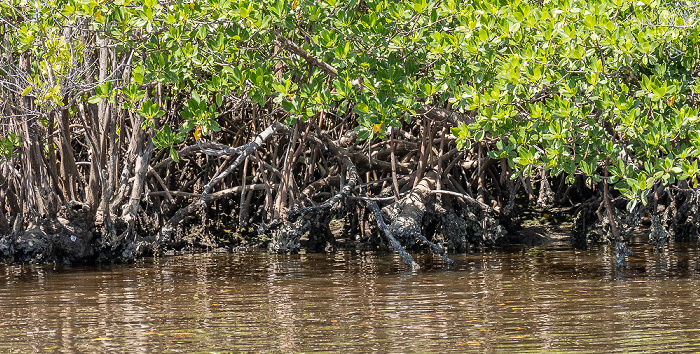 Barron River Everglades City