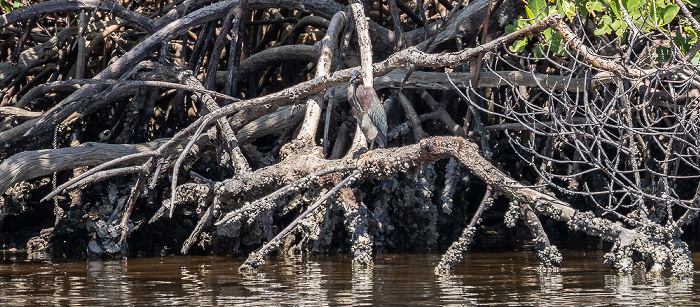 Barron River: Dreifarbenreiher (Tricolored heron, Egretta tricolor) Everglades City