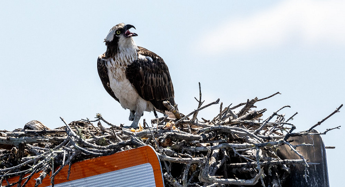 Fischadler (Pandion haliaetus) in Nest Everglades