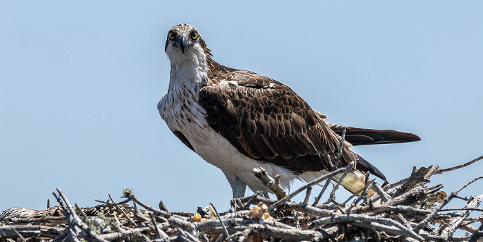Fischadler (Pandion haliaetus) in Nest Everglades