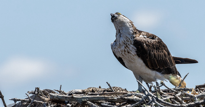 Fischadler (Pandion haliaetus) in Nest Everglades