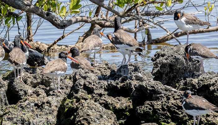 Indian Key Pass: Amerikanischer Austernfischer (Haematopus palliatus) Everglades