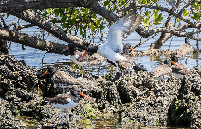 Indian Key Pass: Amerikanischer Austernfischer (Haematopus palliatus) Everglades