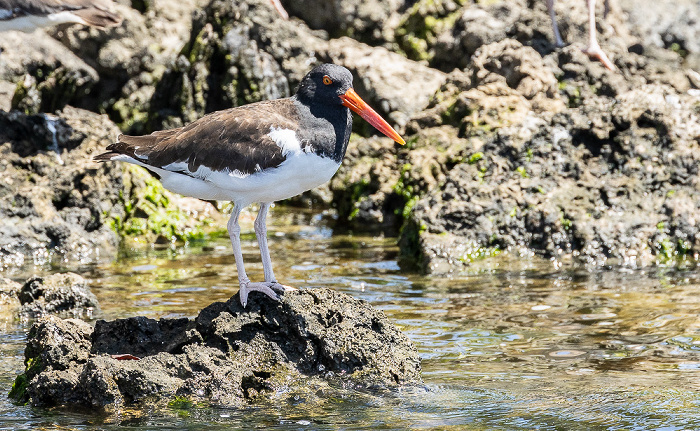 Indian Key Pass: Amerikanischer Austernfischer (Haematopus palliatus) Everglades