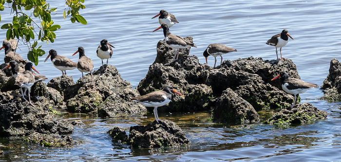 Indian Key Pass: Amerikanischer Austernfischer (Haematopus palliatus) Everglades